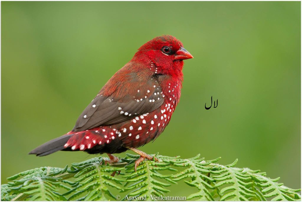 bird,لال ,lal,سُرخہ ,سُرخ  کمونا ,لال مُنیہ, The red avadavat, red munia , strawberry finch, surkha, surkh chamoona, lal munia. , Amandava amandava,laal