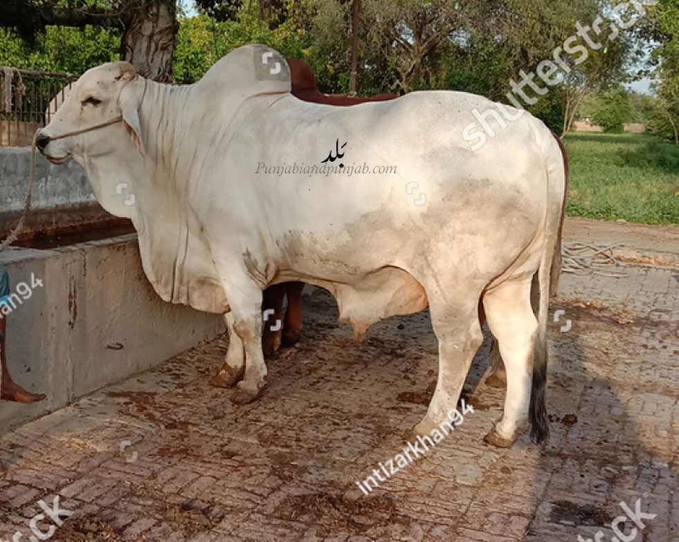 بلَد,bald ,ox,bull, baldh, ਬਲਦ, ਬਲਧ، جانور، animal