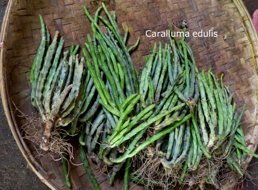 ChauNga; Pippa; Pippu; Boucerosia edulis Edgew, Boucerosia stocksiana Boiss, Boucerosia edulis. kotwal,choNggi,  ਚੋੱਗੀ ,vegetable, سبزی