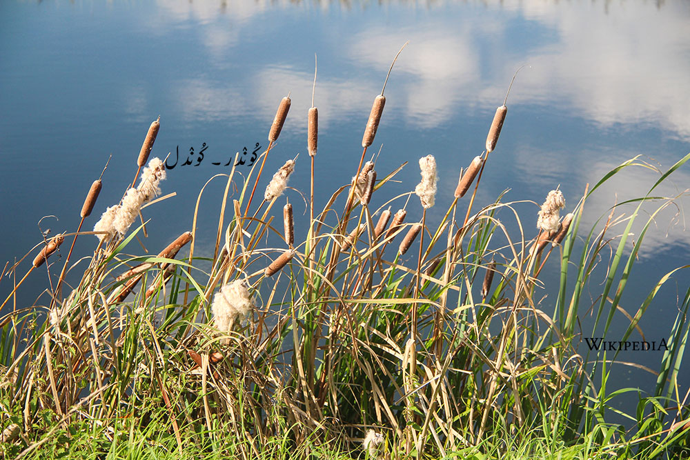  water plant, the Bullrush.  Cat's tail, Klindar, F. Bulrush.  Typha Intifolia and Typha augustifolia, Nat. Ord. Typhaceæ 