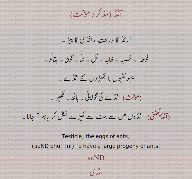 آنڈ ,aanD,testicle, ਆਂਡ, ارنڈ, فوطہ,آنڈ پھینٹی,پتالو, ٹٹا, خآبہ, Testicle, aand phuttni. aand