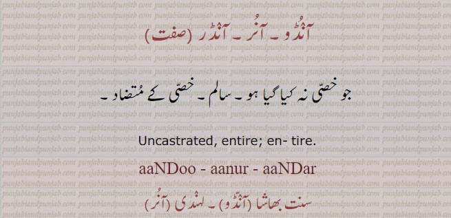  آنڈو۔ آنر۔ آنڈر,aanDoo,  ਆਂਡੂ, anDar, ਆਂਡਰ , uncastrated, aanurl aandar, aandu,جو خصی نہ ہو