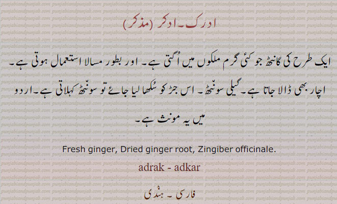  ادرک , ادکر ,سونٹھ,ادھرک,ਅਦਰਕ,ਸੋਂਥ,ginger, adkar,adhrak ਅਦਰਕ,Zingiber officinale,sonth,adrak,adke, ginger root. ginger