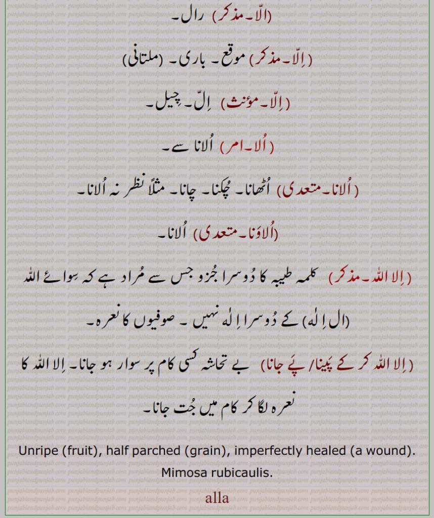  الا,,الا,الا پھٹ,الا زخم, الا بول,الابہنا, الانا,الاؤنا, الایا گلھایا,الایا گلایا,الایا بولیا,الانا,الاونا, الا اللہ,ال الہ, الا اللہ کر کے پینا/ پے جانا, ,alla,ਅੱਲਾ,Unripe, half parched, unripe, imperfectly healed. mimosa rubicaulis