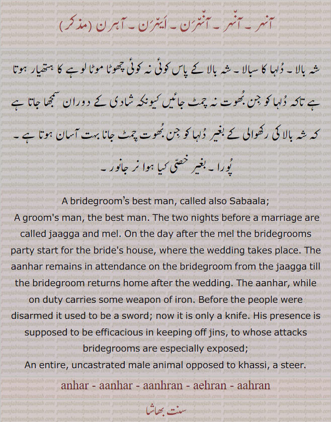 آنہر, آنہرن, ایہرن, آہرن, anhar,  شہ بالا, نر جانور, بغیر خصی, aanhar, ਆਂਹਰ, aanhran, aehran, aahran,bridegroom best friend, best man, unxastrated male animal