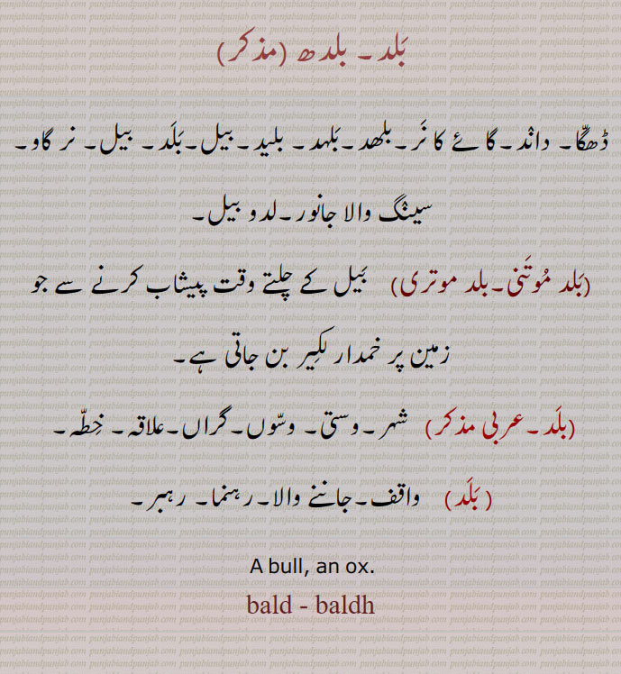   بلَد,bald ,ox,bull, baldh, ਬਲਦ, ਬਲਧ , بلدھ,بلد موتنی,بلد موتری, ڈھگا، داند۔ بلھد۔ بلہد، بلید، بیل، بر گاو۔ لدو بیل۔ سینگ ولا۔ شہر۔ وستی ۔ وسوں۔ گراں ۔علاقہ۔ خطہ۔ واقف۔ رہبر۔ رہنما