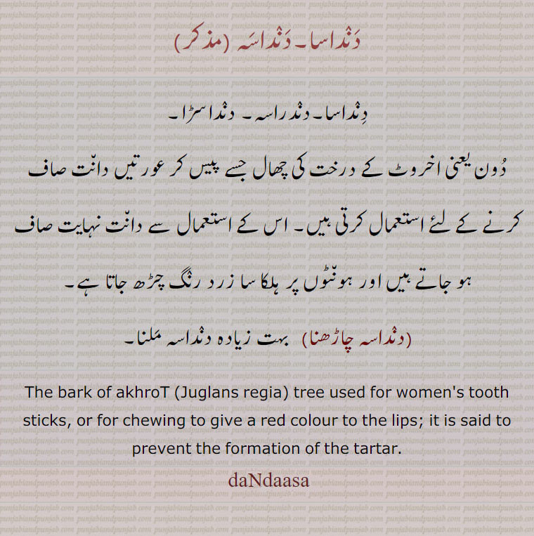  دِنٛداسا,دنٛدراسہ,دنٛداسڑا,دنداسا,دنداسہ,,دنٛداسہ چاڑھنا,dandaasa,ਦੰਦਾਸਾ,dandasa, bark of akhrot, juflans regia, women tooth stick, اخروٹ کی چھال