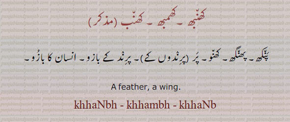 پنکھ۔ پھنگھ۔ کھنو۔ پر۔ بازو۔ feather. wing.