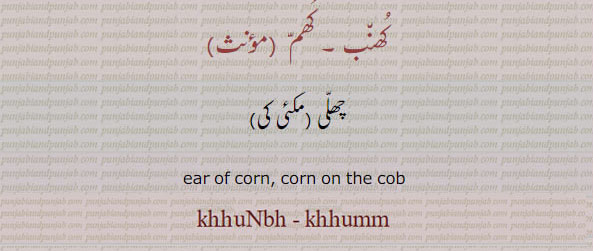 کھم۔ مکئِ کی چھلی۔ear of corn. corn on cob.khhumn