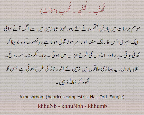  کھنب, کھمبھ, کھنبھ, کھم ,khhaNb,ਖੰਭ,khhambh,ਖਮਭ,khhuNb, khhuNbh, khhumbh, khhumb,,mushroom, fungle,wing,fire place,wooden prop, to beat,ear of corn, ਖੁੰਬ , 