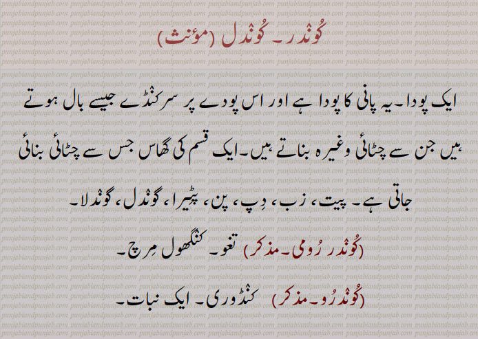  کوندر, کوندل  ,  koondar, ਕੂੰਦਰ  , کوندرو, کوندر رومی, پیت, زب, دپ, پن, پٹیرا, گوندل,گوندلا, تغو, کنگھول مِرچ,  کنڈوری,,  