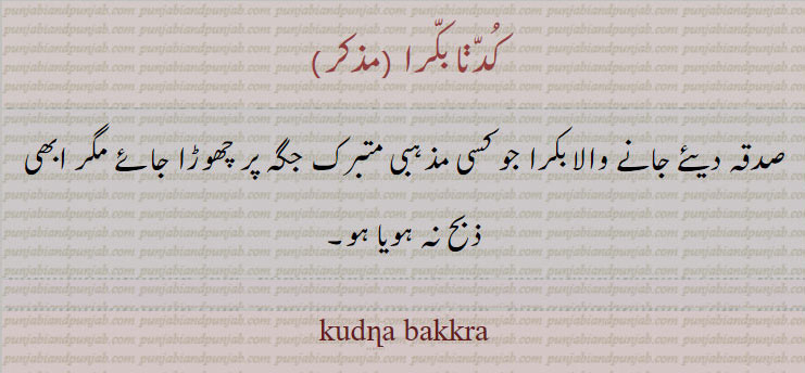 کدنا بکرا , kudna bakkra, ਕੁੱਦਣਾ ਬੱਕਰਾ, صدقہ والا بکرا۔ جو ابھی ذبح نہ کیا گیا ہو۔