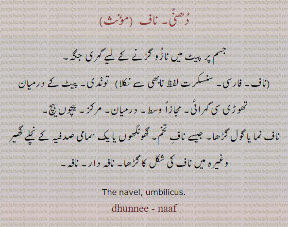  ناف, دھنی,ناڑو, نال, آنول, ناڑوآ, ناڑا,naaf,naf,dhunni,dhunnee,naRo, naal, aNwal,ਨਾਫ਼, ਧੁਨੀ , نافہ دار۔ نافہ۔ وسط۔ درماین۔ مرکز۔ توندی۔ ،جنین کی ناف۔ , navel string, umbilicus; pl.: umbilici , umbilicuses, commonly known as the belly button or tummy button, The navel
dhunni, ਧੁੱਨੀ,dunni, ਦੁੱਨੀ ,dunniN, ਦੁੱਨੀਂ, navel