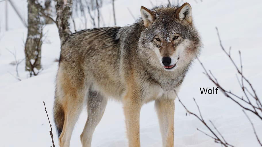 Animal, wolf, بگھیاڑی۔۔بھیڑیا۔