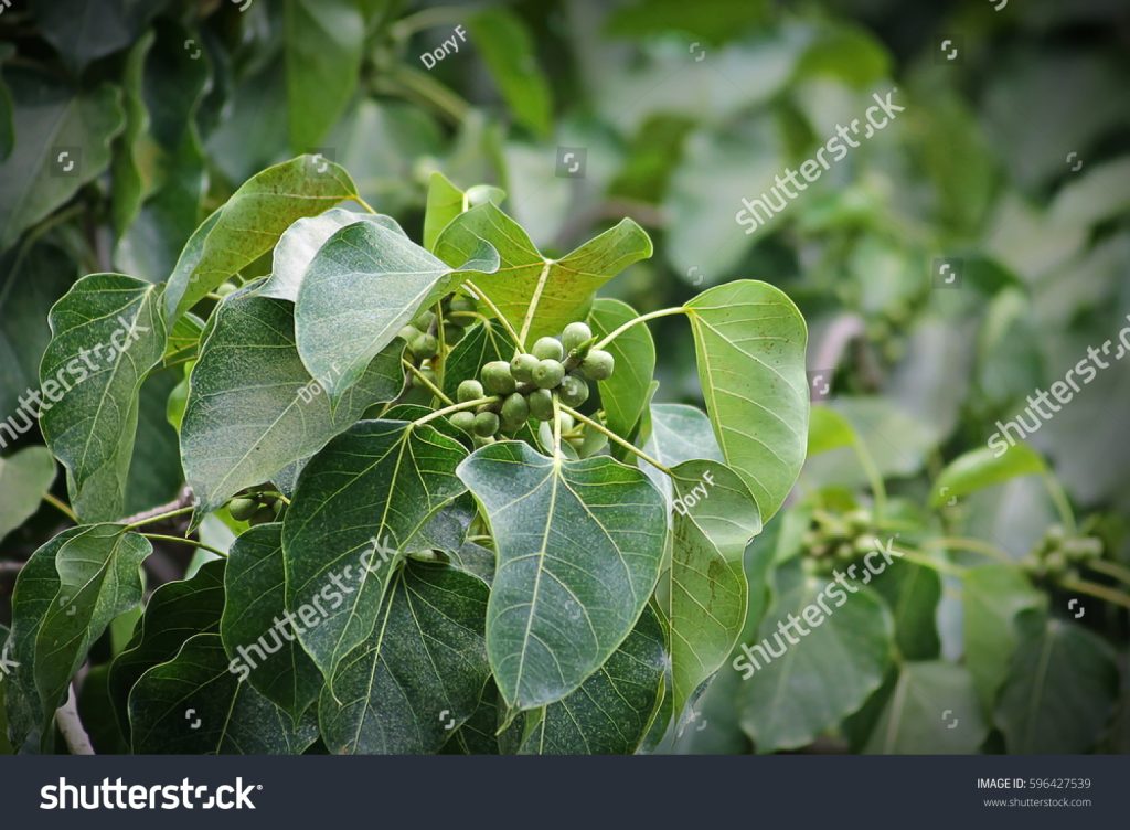 pulaak, pulaakhh ,Ficus glomerulata,Ficus infectoria,Ficus glomerulata, small tree. Ficus venosa. palaak. fig tree. goolar fig tree. indian Fig tree. Ficus rumphll