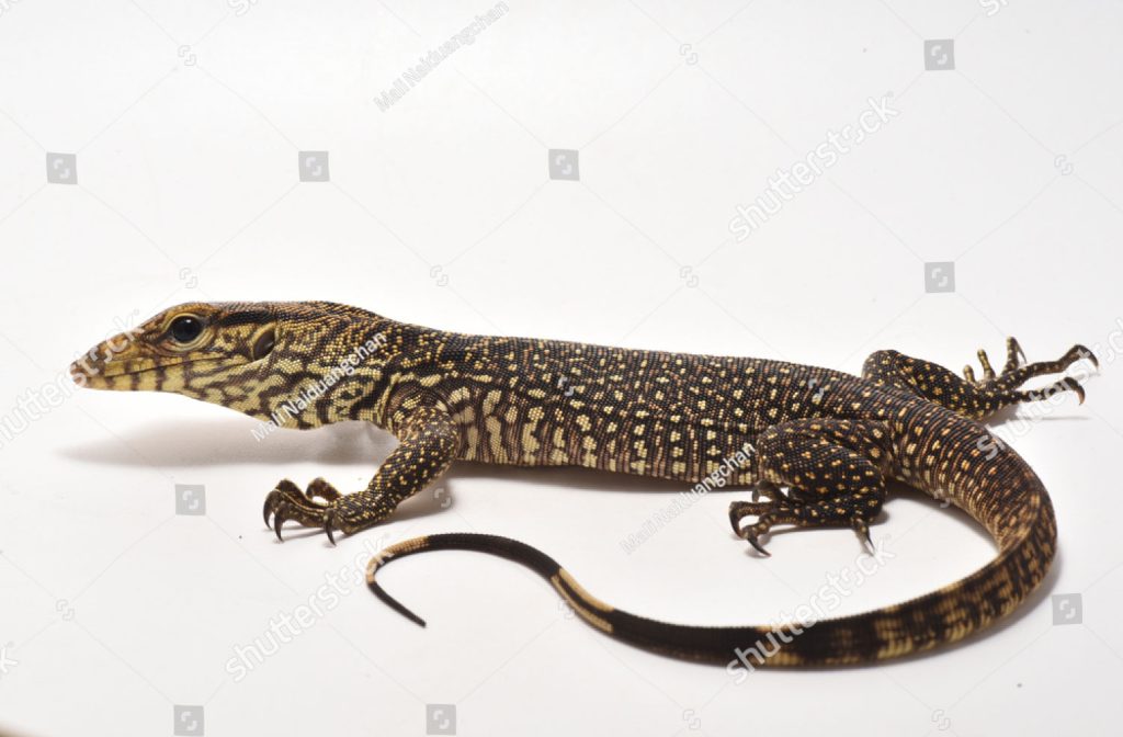 yong goh. Monitor lizards,animal
