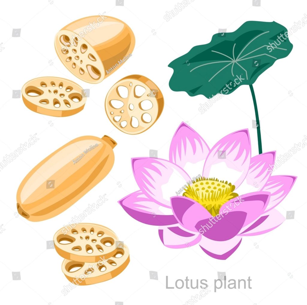 بھے,bhe,ਭੇ , ਭਿਸ਼ਾਂ,bheh,ਭੇਹ,bhen,ਭੇਂ,Neulumbiam speciosum,bekh,بھیں, بھیہ, بِھشاں, water-lily,Neulumbiam speciosum,