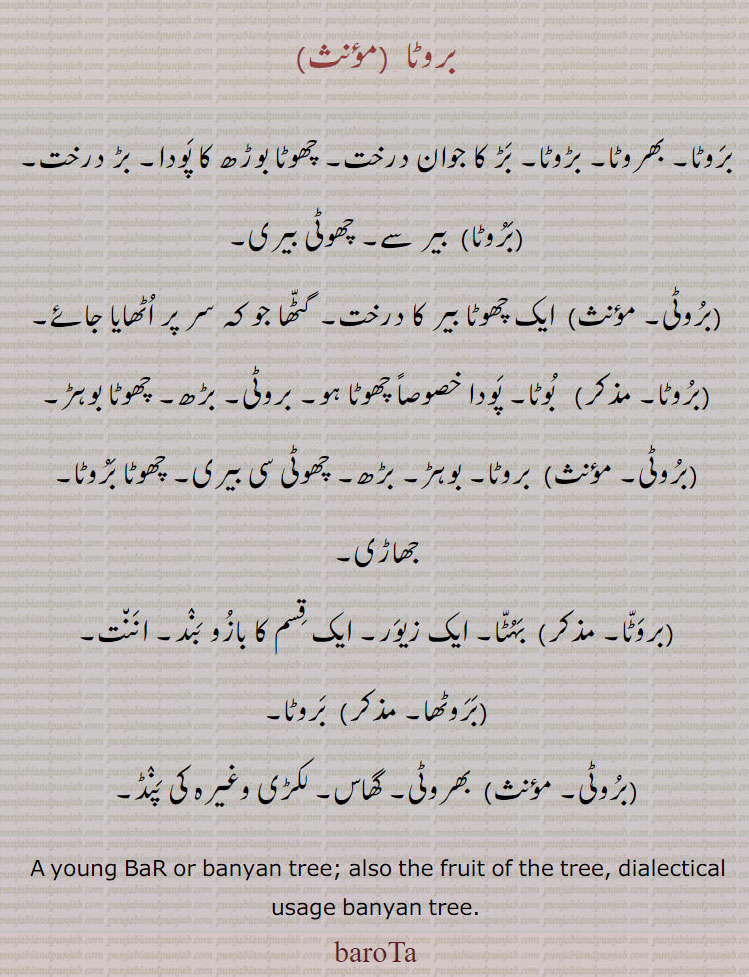 ਬਰੋਟਾ, brota, barota، young bar or banyan tree. also fruit of tree .dialectical usage banyan tree. بروٹا۔ بھروٹا۔ بڑ کا درخت۔ چھوٹا بوڑھ کا پودا۔ بڑ درخت۔ بیر سے  چھوٹی بیری۔ برُوٹی۔ ایک چھوٹا بیر کا درخت۔ گٹھا جو کہ سر پر اٹھایا جائْ۔ برُوٹا۔ بوٹا پودا چھوٹا۔ بڑھ۔ چھوٹا بوہڑ۔ بوہڑ۔ بڑھ۔ چھوٹا بروٹا۔ جھاڑی۔بہُٹا۔ ایک زیور۔ بازو بند۔ اننت۔ بروٹھا۔ بھروٹی۔ گھاس۔ لکڑی وغیرہ کی پنڈ۔