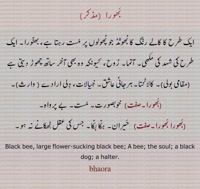بَھورا,ایک طرح کا کالے رنٛگ کا بُھونٛڈ جو پُھولوں پر مَست رہتا ہے، بھن٘ورا, ایک طرح کی شہد کی مکھی, آتما, رُوح،  کیونکہ وہ بھی آخر ساتھ چھوڑ دیتی ہے , کالا کُتا,ہرجائی عاشق, خِیالات، دِلی ارادے ,بَھورا, خوبصورت, مَست, بے پرواہ,,بَھورا بَھورا,   حَیران, ہکّا بکّا, جس کی عقل ٹِھکانے نہ ہو,,Black bee, large flower-sucking black bee; A bee; the soul; a black dog; a halter.bhaora,bhaura,ਭੌਰਾ