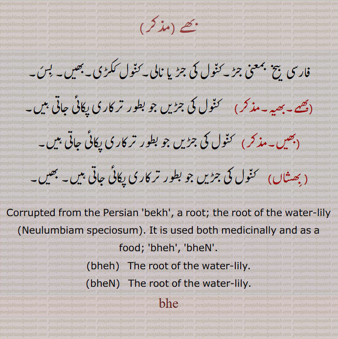 بھے,bhe,ਭੇ , ਭਿਸ਼ਾਂ,bheh,ਭੇਹ,bhen,ਭੇਂ,Neulumbiam speciosum,bekh,بھیں, بھیہ, بِھشاں
بھے ,فارسی  بیخ  بمعنی جڑ۔کن٘ول کی جڑ یا نالی۔کن٘ول ککڑی۔بھیں۔ بِسَ۔ بھہے۔بھیہ۔  کن٘ول کی جڑیں جو بطور ترکاری پکائی جاتی ہیں۔ بھیں۔   کن٘ول کی جڑیں جو بطور ترکاری پکائی جاتی ہیں۔  بِھشاں,  کن٘ول کی جڑیں جو بطور ترکاری پکائی جاتی ہیں۔ بھیں۔
Corrupted from the Persian 'bekh', a root; the root of the water-lily,Neulumbiam speciosum, It is used both medicinally and as a food; 'bheh', 'bheN,bheh,  The root of the water-lily,bheN,  The root of the water-lily,bhe,