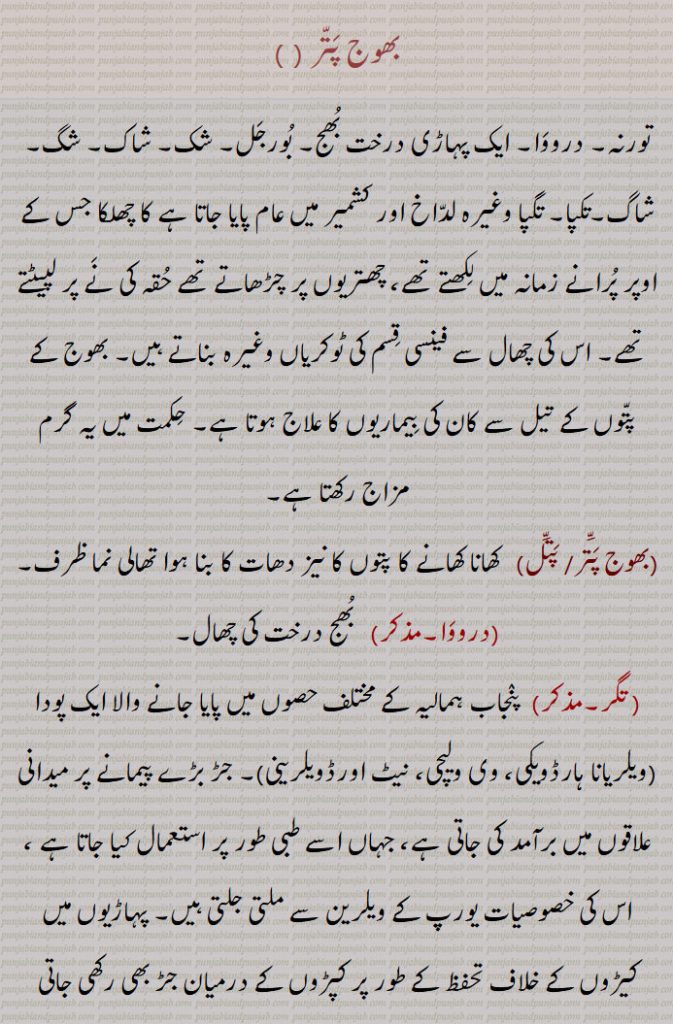 بھوج پَتّر,
تورنہ۔ درووَا۔ ایک پہاڑی درخت بُھج۔ بُورجَل۔ شک۔ شاک۔ شگ۔ شاگ۔تکپا۔ تگپا وغیرہ لدّاخ اور کشمیر میں عام پایا جاتا ہے کا چھلکا جس کے اوپر پُرانے زمانہ میں لِکھتے تھے، چھتریوں پر چڑھاتے تھے حُقہ کی نَے پر لپیٹتے تھے۔ اس کی چھال سے فینسی قِسم کی ٹوکریاں وغیرہ بناتے ہیں۔ بھوج کے پتّوں کے تیل سے کان کی بِیماریوں کا علاج ہوتا ہے۔ حِکمت میں یہ گرم مزاج رکھتا ہے۔ بھوج پَتَّر/ پَتَّل,   کھانا کھانے کا پتوں کا نیز دھات کا بنا ہوا تھالی نما ظرف۔ درووَا۔   بُھج درخت کی چھال۔ تگر۔ پنٛجاب ہمالیہ کے مختلف حصوں میں پایا جانے والا ایک پودا (ویلریانا ہارڈویکی، وی ولیچی، نیٹ اورڈویلرینی)۔ جڑ بڑے پیمانے پر میدانی علاقوں میں برآمد کی جاتی ہے، جہاں اسے طبی طور پر استعمال کیا جاتا ہے ، اس کی خصوصیات یورپ کے ویلرین سے ملتی جلتی ہیں۔ پہاڑیوں میں کیڑوں کے خلاف تحفظ کے طور پر کپڑوں کے درمیان جڑ بھی رکھی جاتی ہے۔ بُرج۔   بُھج درخت۔ بُرج پتّر۔  بھوج پتَّر۔