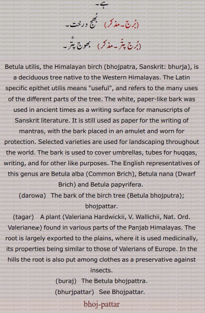 Betula utilis, the Himalayan birch (bhojpatra, Sanskrit: bhurja), is a deciduous tree native to the Western Himalayas. The Latin specific epithet utilis means "useful", and refers to the many uses of the different parts of the tree. The white, paper-like bark was used in ancient times as a writing surface for manuscripts of Sanskrit literature. It is still used as paper for the writing of mantras, with the bark placed in an amulet and worn for protection. Selected varieties are used for landscaping throughout the world. The bark is used to cover umbrellas, tubes for huqqas, writing, and for other like purposes. The English representatives of this genus are Betula alba (Common Brich), Betula nana (Dwarf Brich) and Betula papyrifera. darowa,  ਦਰੋਵਾ,  The bark of the birch tree (Betula bhojputra); bhojpattar,tagar,  ਤਗਰ , A plant (Valeriana Hardwickii, V. Wallichii, Nat. Ord. Valerianeæ) found in various parts of the Panjab Himalayas. The root is largely exported to the plains, where it is used medicinally, its properties being similar to those of Valerians of Europe. In the hills the root is also put among clothes as a preservative against insects.,buraj, ਬੁਰਜ,  The Betula bhojpattra.,bhurjpattar,   ਭੁਰਜਪਤੱਰ, ,bhoj-pattar,bhoj pattar , ਭੋਜ ਪੱਤਰਾ ,,ਭੋਜ ਪੱਤਰ
 ਭੋਜ ਪੁੱਤਰਾ