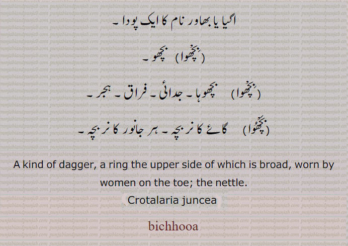 ۔بَچْھُوا۔     گائے کا نر بچہ۔ ہر جانور کا نر بچہ۔A kind of dagger, a ring the upper side of which is broad, worn by women on the toe; the nettle.bichhooa