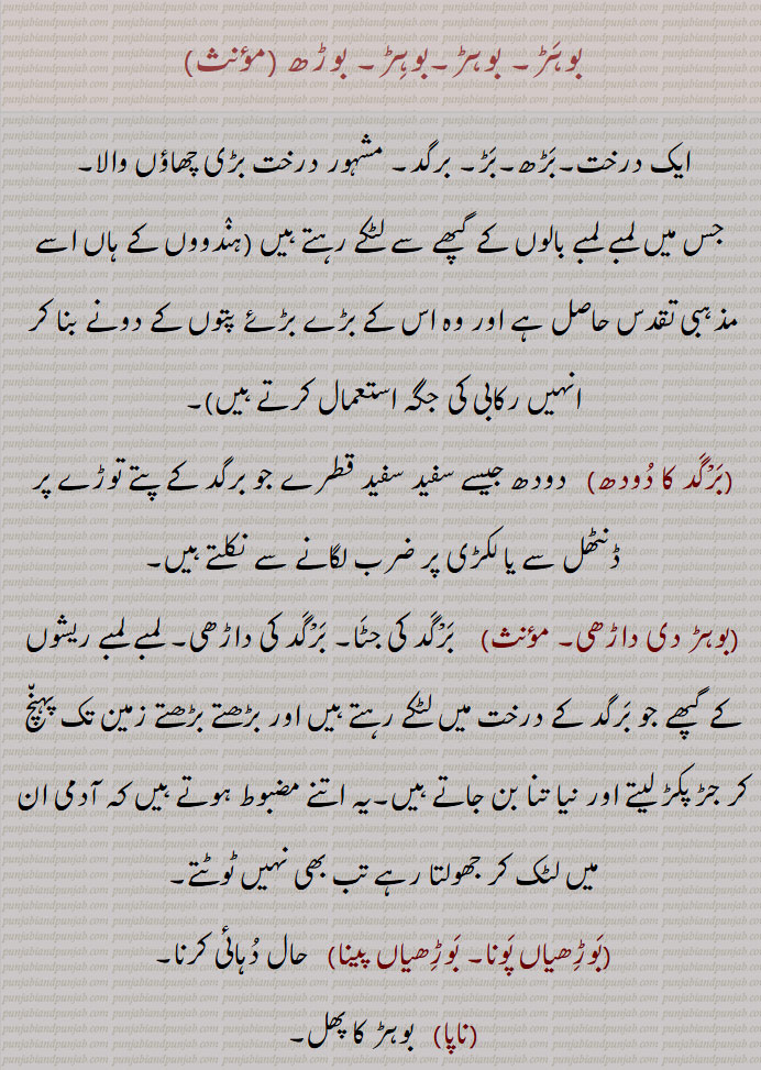 بوہَڑ۔ بوہڑ۔بوہِڑ۔ بوڑھ۔ایک درخت۔بَڑھ۔ بَڑ۔ برگد۔ مشہور درخت بڑی چھاؤں والا۔ جس میں لمبے لمبے بالوں کے گپھے سے لٹکے رہتے ہیں ہنٛدووں کے ہاں اسے مذہبی تقدس حاصل ہے اور وہ اس کے بڑے بڑۓ پتوں کے دونے بنا کر انہیں رکابی کی جگہ استعمال کرتے ہیں۔بَرْگَد کا دُودھ   دودھ جیسے سفید سفید قطرے جو برگد کے پتے توڑے پر ڈنٹھل سے یا لکڑی پر ضرب لگانے سے نکلتے ہیں
بوہڑ دی داڑھی۔ مؤنث    بَرْگَد کی جٹَا۔ بَرْگَد کی داڑھی۔ لمبے لمبے ریشوں کے گپھے جو برگد کے درخت میں لٹکے رہتے ہیں اور بڑھتے بڑھتے زمین تک پہن٘چ کر جڑ پکڑ لیتے اور نیا تنا بن جاتے ہیں۔یہ اتنے مضبوط ہوتے ہیں کہ آدمی ان میں لٹک کر جھولتا رہے تب بھی نہیں ٹوٹتے۔بَوڑِھیاں پَونا۔ بَوڑِھیاں پینا   حال دُہائی کرنا۔ناپا   بوہڑ کا پھل۔