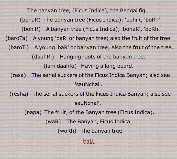 The banyan tree, Ficus Indica, the Bengal fig.  ۔  bohaR ۔ ਬੋਹਡ਼ ۔  The banyan tree Ficus Indica; i. q. 'bohiR, 'boRh'.۔ bohiR ۔ ਬੋਹਿਡ਼ ۔  A banyan tree Ficus Indica; i. q. 'bohaR', 'boRh.۔baroTa ۔ ਬਰੋਟਾ   ۔A young 'baR' or banyan tree; also the fruit of the tree.۔ baroTi   ۔ਬਰੋਟੀ ۔ A young 'baR' or banyan tree; also the fruit of the tree.۔
daahRi۔ਦਾਹਡ਼ੀ۔  Hanging roots of the banyan tree.۔lam daahRi   Having a long beard.  resa۔ ਰੇਸਾ ۔ The serial suckers of the Ficus Indica Banyan; also see 'sauNchal'.۔  resha ਰੇਸ਼ਾ۔  The serial suckers of the Ficus Indica Banyan; also see 'sauNchal'.  ۔ napa  The fruit, of the Banyan tree Ficus Indica.۔waR  ۔ ਵਡ਼ ۔  The Banyan, Ficus Indica.
  ۔ woRh ۔ ਵੋਡ਼੍ਹ ۔  The banyan tree.۔baR , ਬਡ਼۔banian۔ baniyan ۔baniyaan