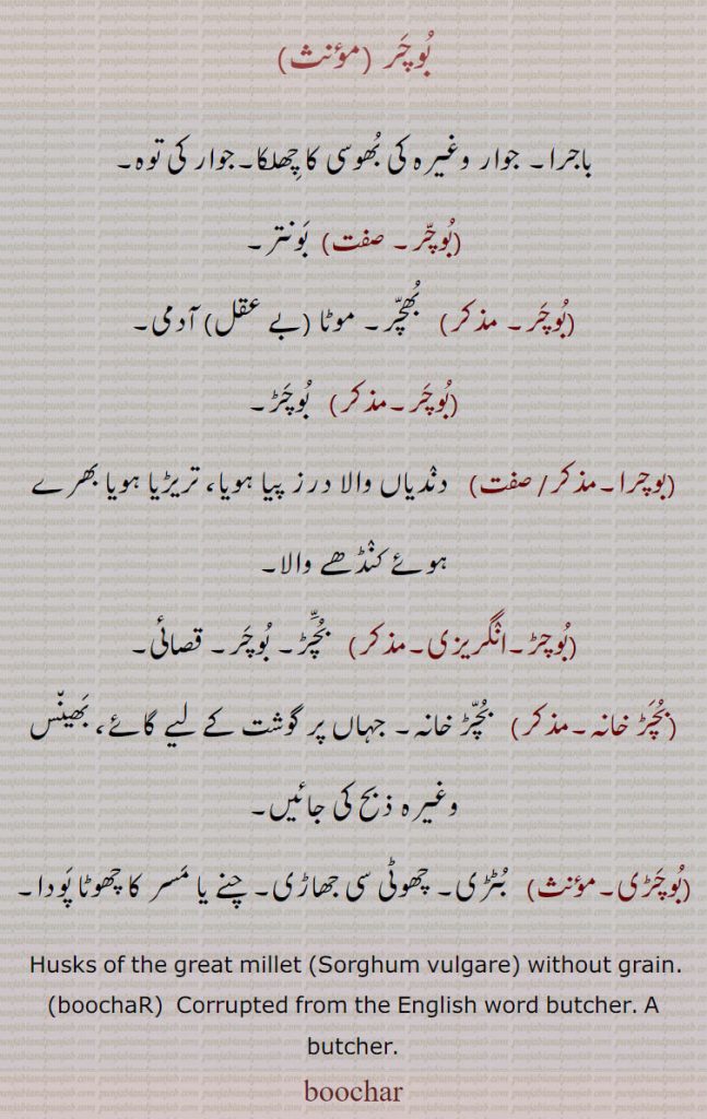 بوچر , boochar , ਬੂਚਰ, butcher,  boochaR, ਬੁਚਡ਼,بوچرا,,بوچڑی, بوچڑ  
بوچر,باجرا۔ جوار وغیرہ کی بھوسی کا چھلکا۔جوار کی توہ,بوچر,  بونتر,بوچر,  بھچر۔ موٹا (بے عقل) آدمی,بوچر,  بوچڑ,بوچرا, دندیاں والا درز پیا ہویا، تریڑیا ہویا بھرے ہوئے کنڈھے والا,بوچڑ,  بچڑ۔ بوچر۔ قصائی,بچڑ خانہ۔مذکر)   بچڑ خانہ۔ جہاں پر گوشت کے لیے گائے، بھین٘س وغیرہ ذبح کی جائیں,بوچڑی,  بٹڑی۔ چھوٹی سی جھاڑی۔ چنے یا مسر کا چھوٹا پودا, Husks of the great millet (Sorghum vulgare) without grain.,boochaR, Corrupted from the English word butcher. A butcher.
