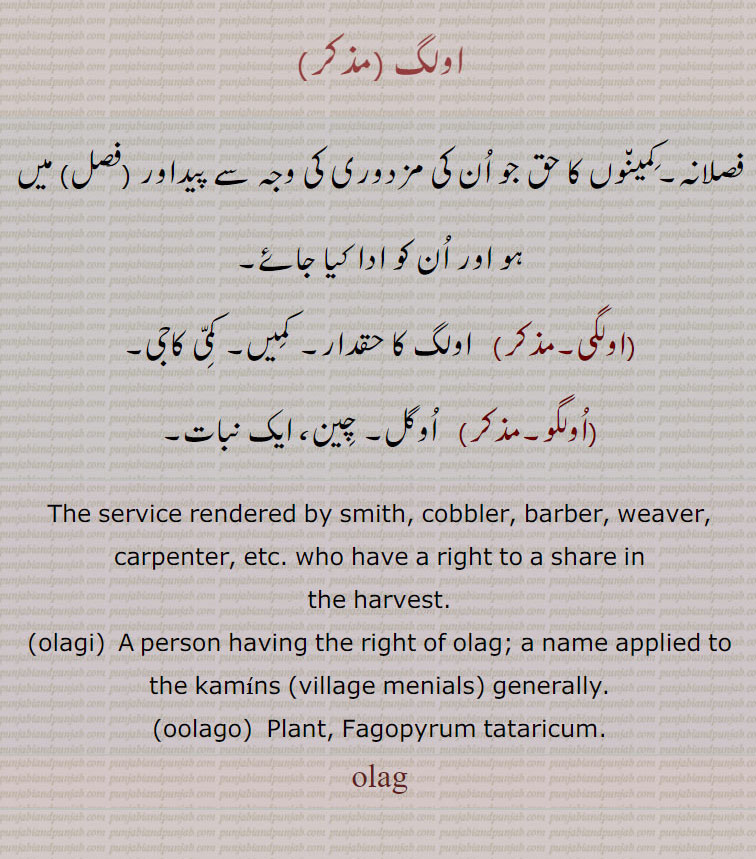  olag , ਓਲਗ , olagi, ਓਲਗੀ,  اولگ ,اولگو ,اولگی, plant Fagopyrum tataricum. person having right of olag. who have a right to a share on harvest، فصلانہ۔ پیداوار میں کام کرنے والوں کا حق۔ کمیں۔ کمی کاجی۔ چِین ایک نبات۔







