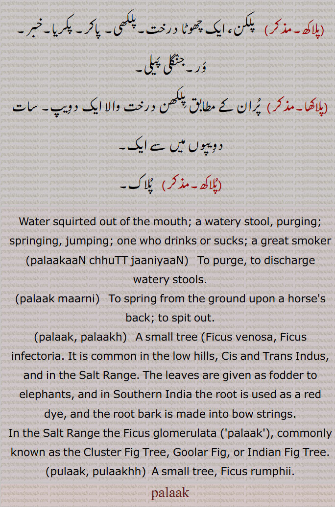 Water squirted out of the mouth; a watery stool, purging; springing, jumping; one who drinks or sucks; a great smoker
,palaakaaN chhuTT jaaniyaaN, To purge, to discharge watery stools.
,palaak maarni, To spring from the ground upon a horse's back; to spit out. palaak, palaakh.   A small tree (Ficus venosa, Ficus infectoria. It is common in the low hills, Cis and Trans Indus, and in the Salt Range. The leaves are given as fodder to elephants, and in Southern India the root is used as a red dye, and the root bark is made into bow strings.
In the Salt Range the Ficus glomerulata ('palaak'), commonly known as the Cluster Fig Tree, Goolar Fig, or Indian Fig Tree.
.pulaak, pulaakhh.  A small tree, Ficus rumphii.
palaak, ਪਲਾਖ, ਪਲਾਕ,ਪੁਲਾਖ , ਪੁਲਾਕ