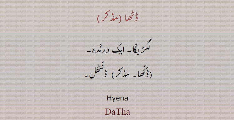 ڈٹھا ,لگڑ بگا۔ ایک درندہ,ڈٹھا, ڈنٹھل,Hyena, DaTha,  ਦੇਖਣ, ਡੀਖਨ, ਡਠ