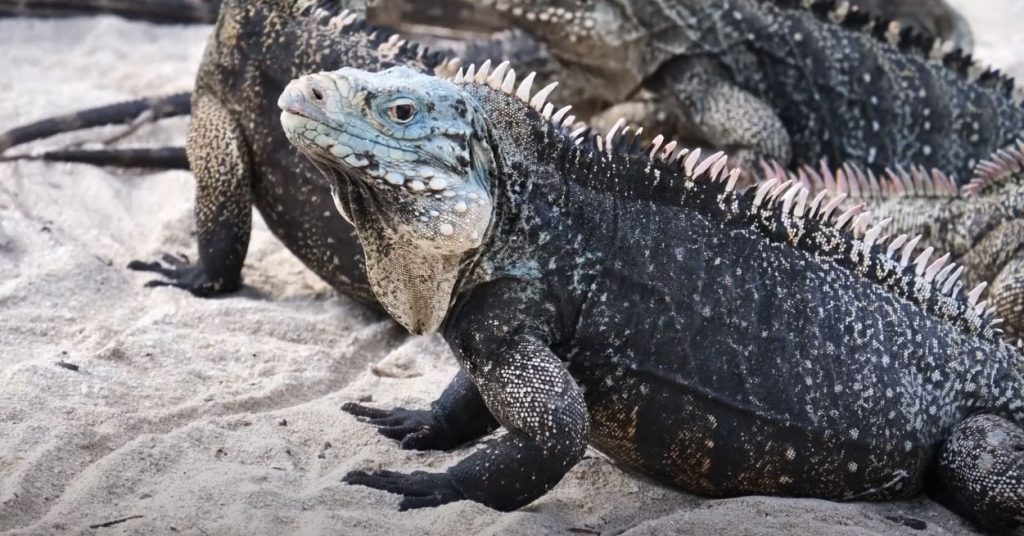 Iguana, Monitor lizard, a large kind of lizard; a reptile,,goh gaheera,  Male of goh,,iguana,goh, ਗੋਹ,  ਗੋਹ ,ਗਹੀਰਾ, animal, جانور