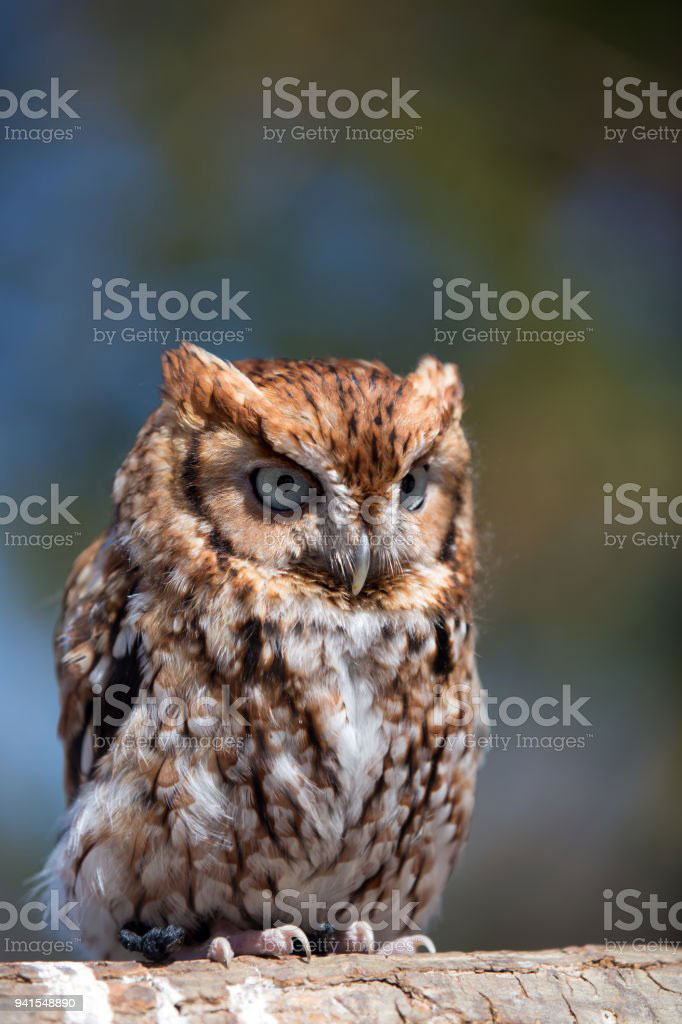 چُغد, چُغل,چُغْد بول جانا,چُگل, animal, جانور, 
chughad, chughal, chugal, ਚੁਗਦ, ਚੁਗਲ, chughal 