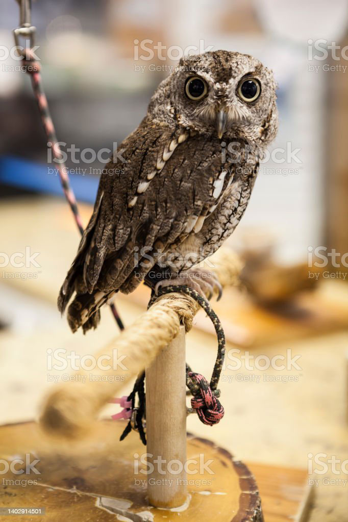 چُغد, چُغل,چُغْد بول جانا,چُگل, animal, جانور, 
chughad, chughal, chugal, ਚੁਗਦ, ਚੁਗਲ, chughal 