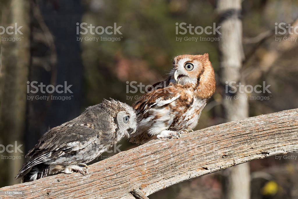 چُغد, چُغل,چُغْد بول جانا,چُگل, animal, جانور, 
chughad, chughal, chugal, ਚੁਗਦ, ਚੁਗਲ, chughal 