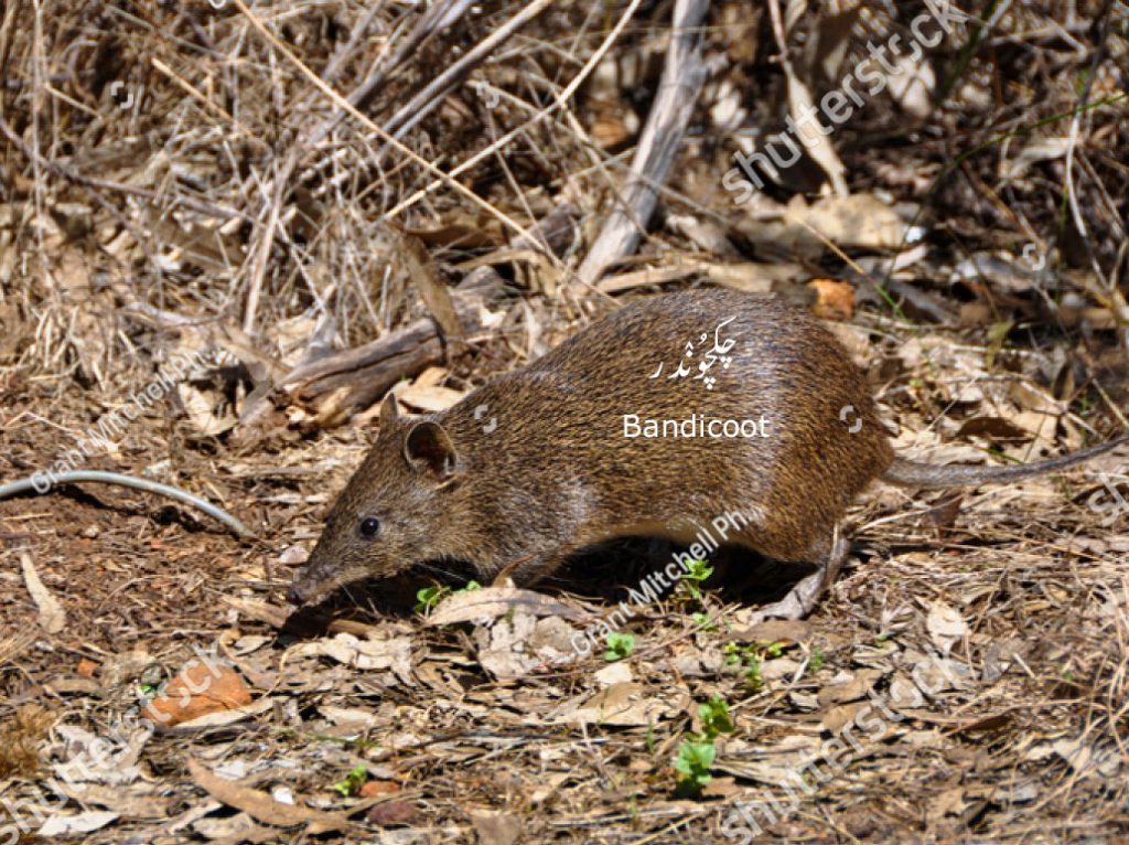ghees, ghis,  Animal, جانور، 
mammoth rat, mole, scalopus aquaticus; bandicoot. ، گھیس