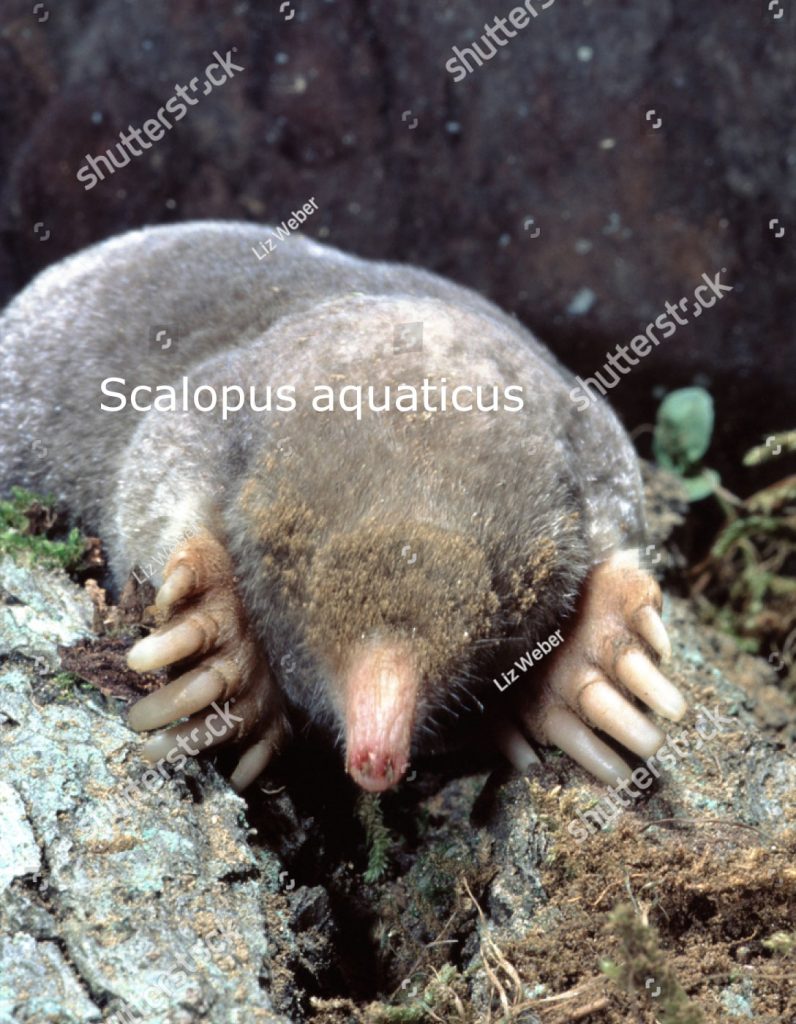 ghees, ghis,  Animal, جانور، 
mammoth rat, mole, scalopus aquaticus; bandicoot. ، گھیس
