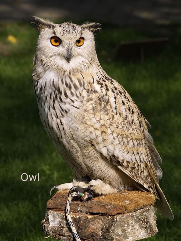  گھگھ,ghugh , Owl ,ਘੁਘ, animal,جانور , 