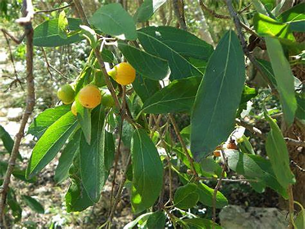 gonda, ਗੋਂਦਣੀ, gondani, gondi, ਗੋਂਦੀ, ਗੋਂਦਣੀ, goonda, ਗੂੰਦਾ, Cordia rothii Roem, Cornus gharaf Forssk, plant,