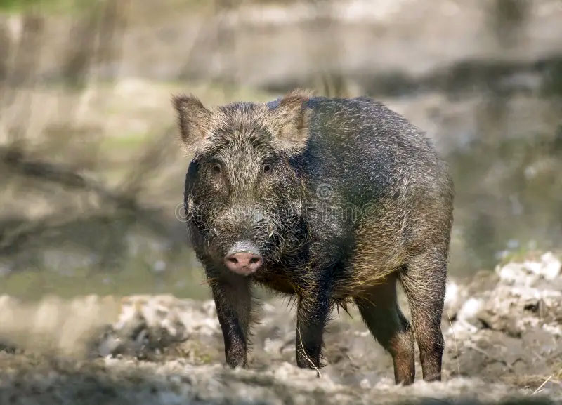  ਕਿੰਡ, kind , A young wild pig., The wild boar, wild swine,, جوان جنگلی سور کا بچہ۔ 