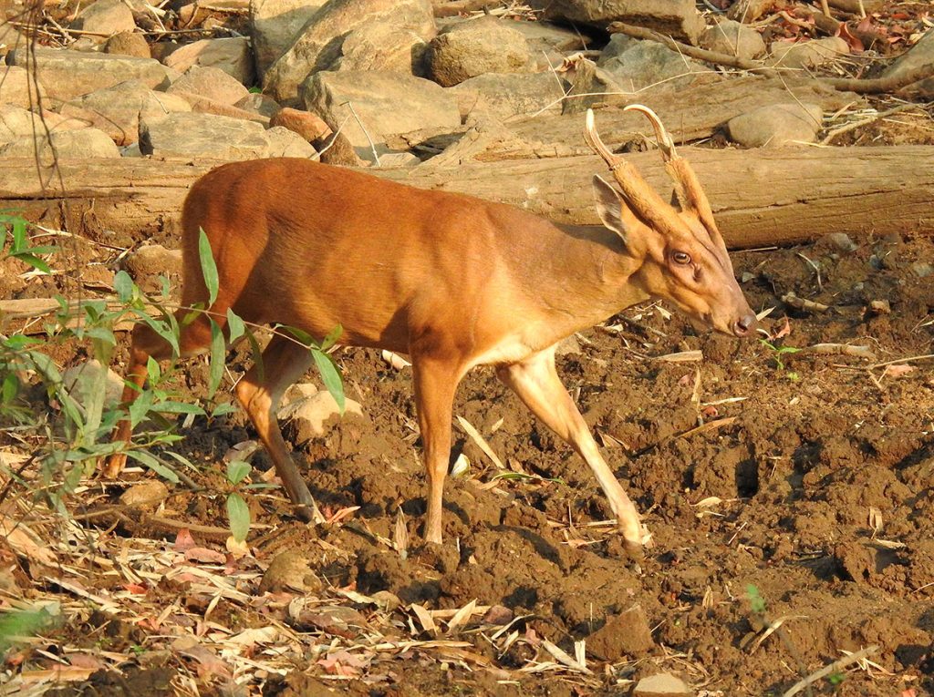 kookkar, kukkar, Barking Deer