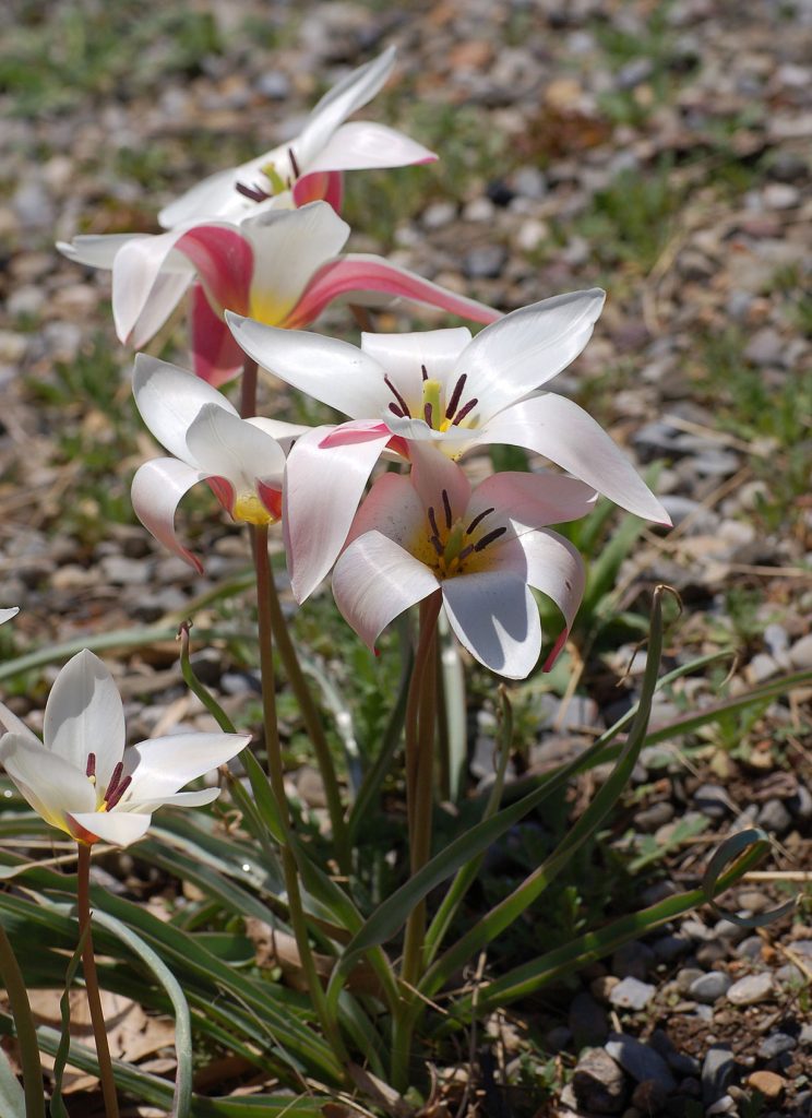 ککر , شندے گل۔ ایک نبات۔
Tulipa stellata; Tulipa clusiana; the name of a medicinal plant.
Shandi Gul (Waziristan)., kukar, Tulipa clusiana, the lady tulip