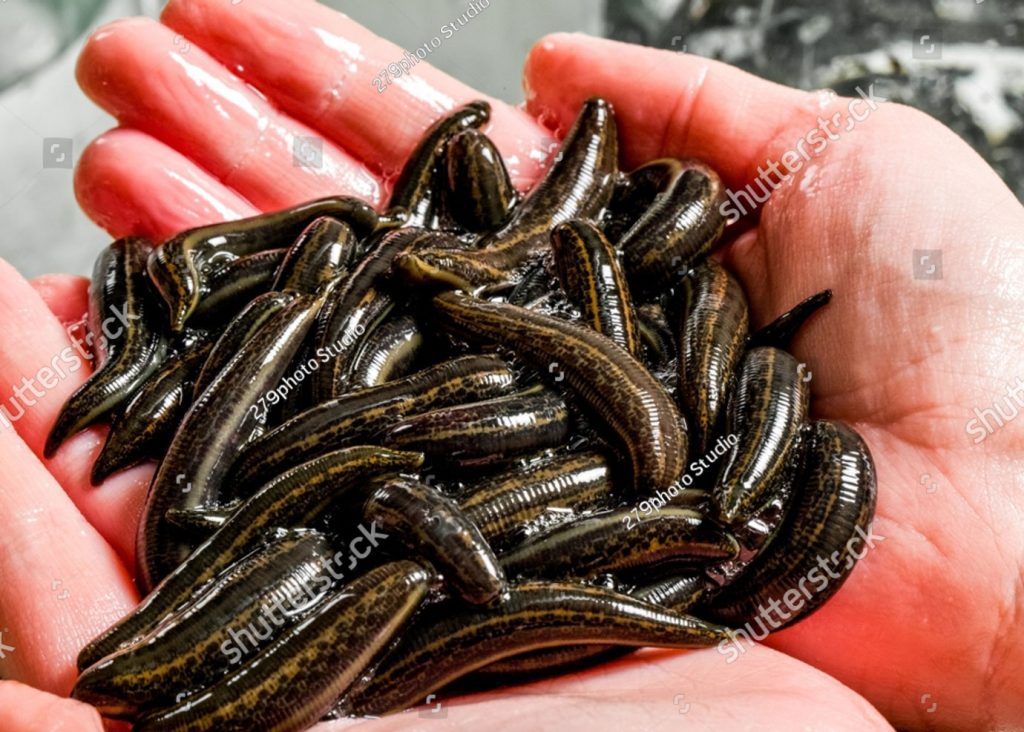 ਜਲਮ, jalam, jaloka, leech, Jok, ਜੋਕ ,جوک, جلم, جونک , animal, جانور