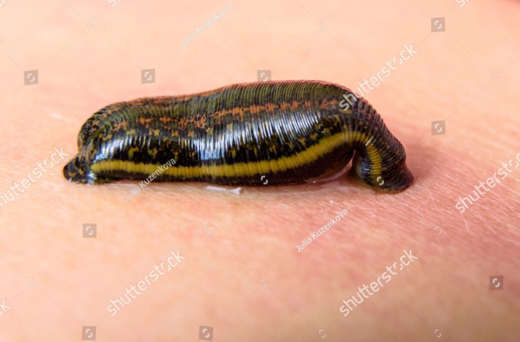 ਜਲਮ, jalam, jaloka, leech, Jok, ਜੋਕ ,جوک, جلم, جونک , animal, جانور