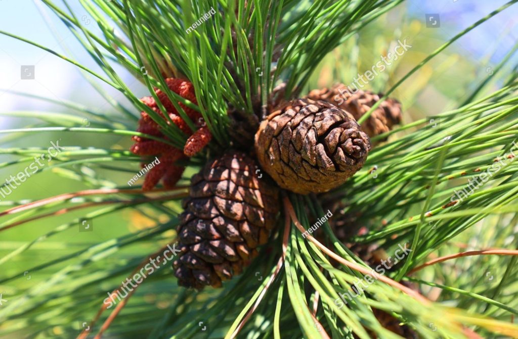 Pinus excels, tree