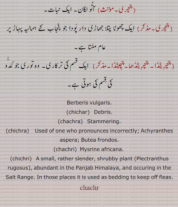  ایک نبات,  ایک چھوٹا پتلا جھاڑی دار پودا جو پنجاب کے ہمالیہ پہاڑ پر عام ملتا ہے,, چچرینڈا, چچرینڈھا,چچینڈا, ایک قسم کی ترکاری, وہ توری جو کدو کی قسم کی ہوتی ہے,Berberis vulgaris.,chichar,  Debris.,chachra,  Stammering.,chichra, Used of one who pronounces incorrectly; Achyranthes aspera; Butea frondos.,chachri,  Mysrine africana. ,chichri, A small, rather slender, shrubby plant (Plectranthus rugosus), abundant in the Panjab Himalaya, and occuring in the Salt Range. In those places it is used as bedding to keep off fleas.,chachr,