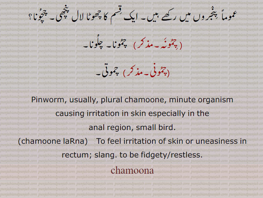 chamoona,chamuna,