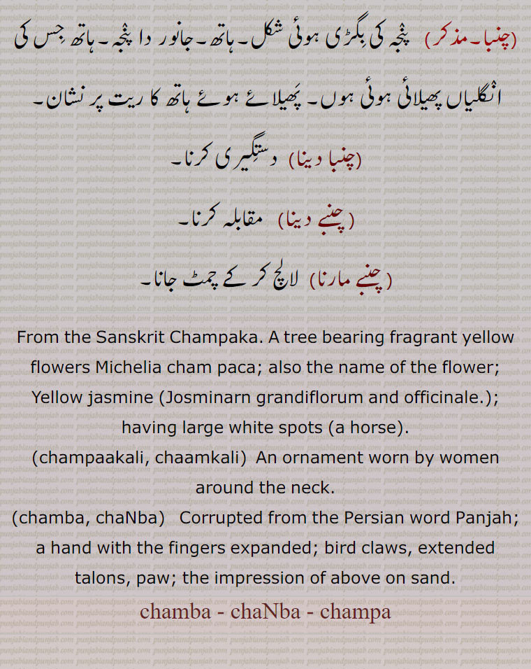 From the Sanskrit Champaka. A tree bearing fragrant yellow flowers Michelia cham paca; also the name of the flower; Yellow jasmine (Josminarn grandiflorum and officinale.); having large white spots (a horse).,champaakali, chaamkali,An ornament worn by women around the neck.,chamba, chaNba, Corrupted from the Persian word Panjah; a hand with the fingers expanded; bird claws, extended talons, paw; the impression of above on sand.,chamba - chaNba - champa,ਚੰਬਾ,ਚੰਪਾ,ਚਮਬਾ , ਚਨਬਾ,  